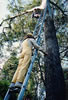 Patsy Climbing Tree